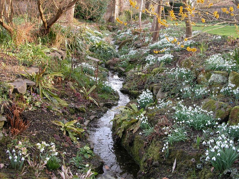 big-3-13-201152619P6141978SnowdropsinDitch@ELMG_01.JPG
