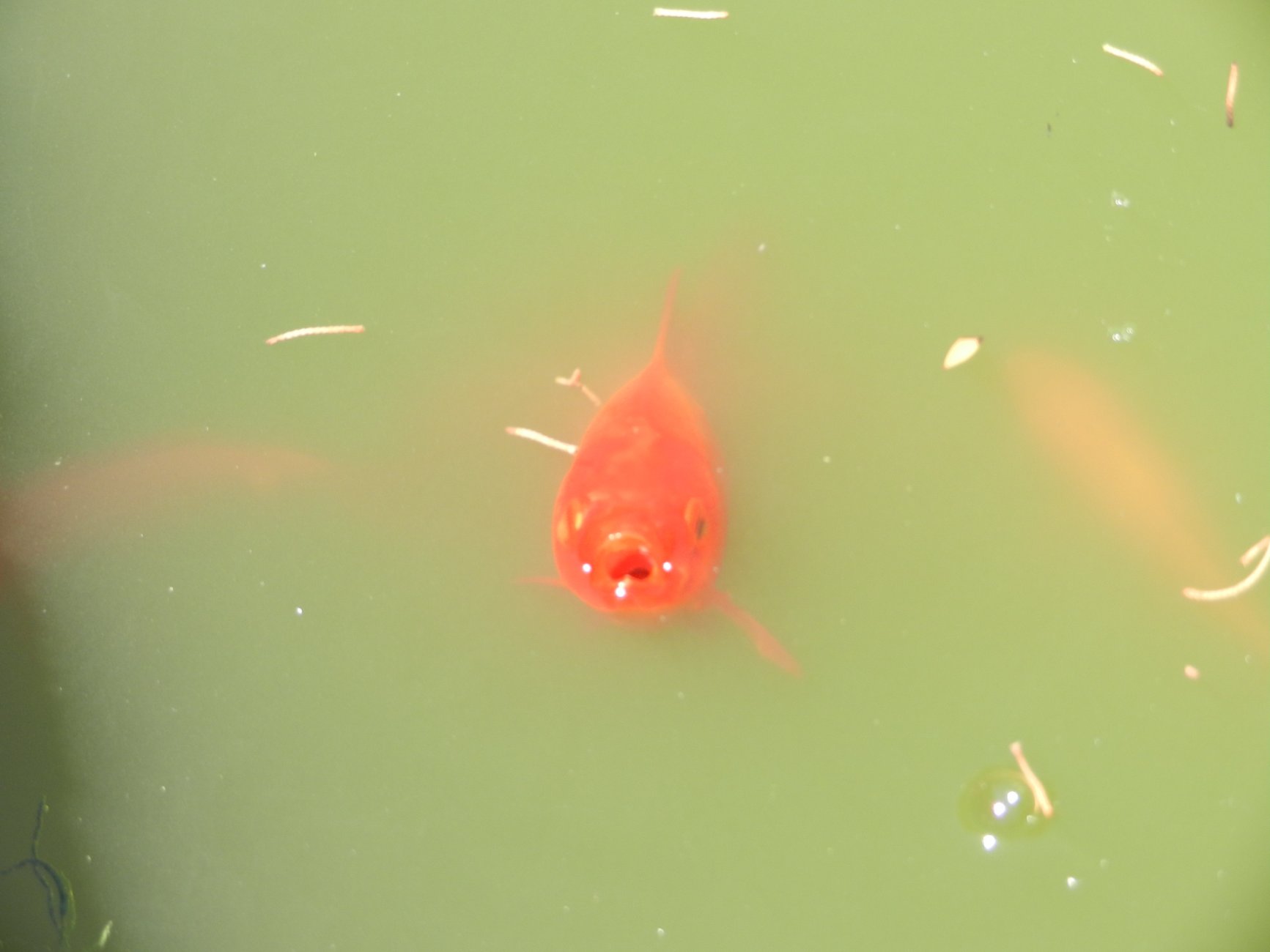 DSCN6936.JPG