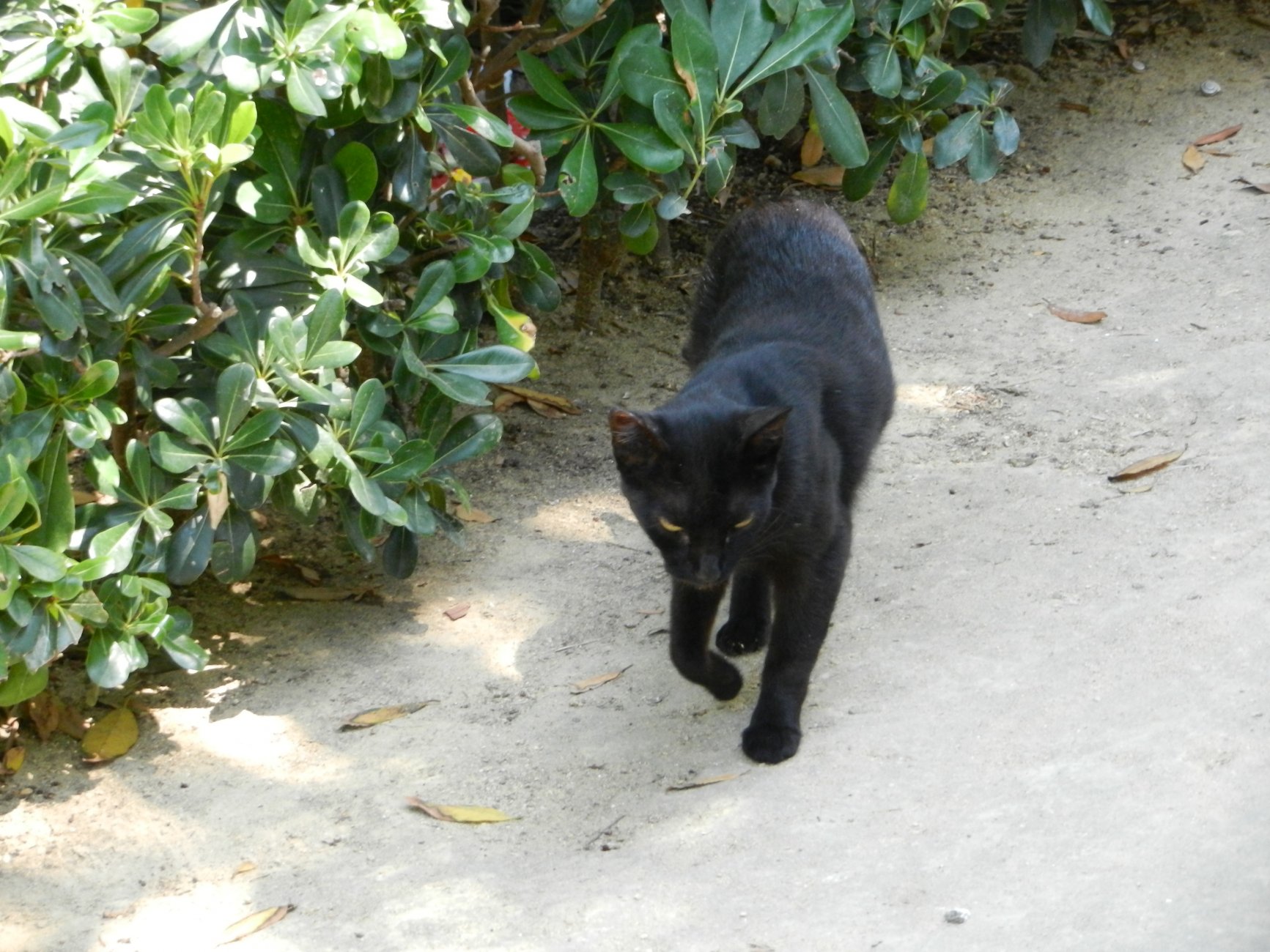 DSCN7271.JPG
