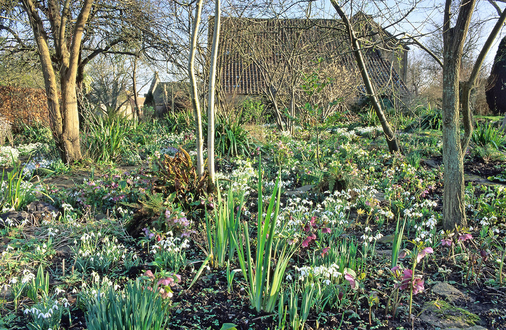 Hellebores+at+East+Lambrook+Manor.jpg