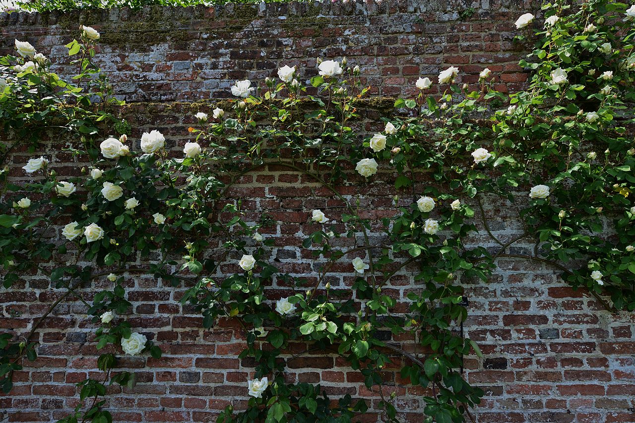 SISSINGHURST_CASTLE_In_the_Rose_Garden.JPG