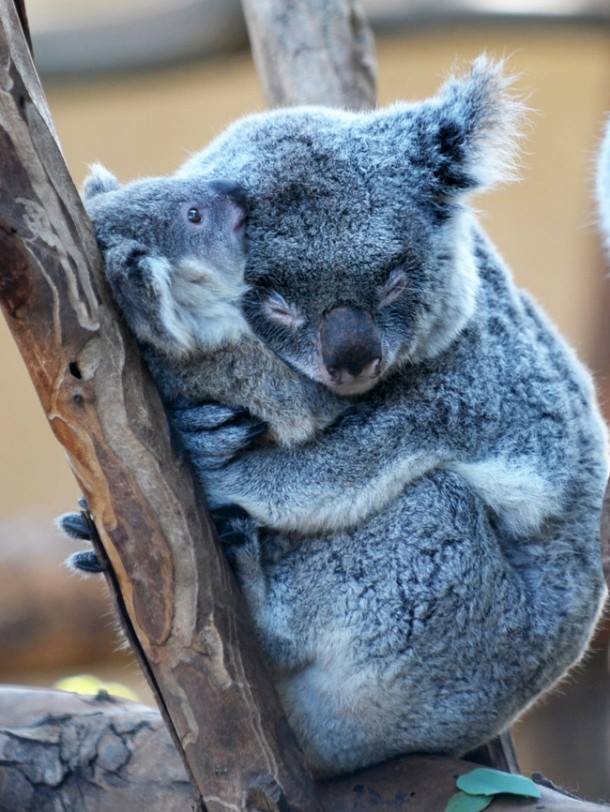 Коала с малышом.jpg