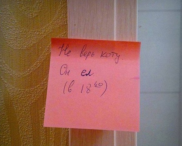 Не верь коту.jpg