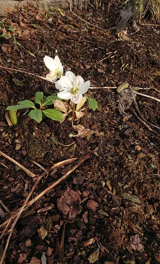 Норвей 1.jpg