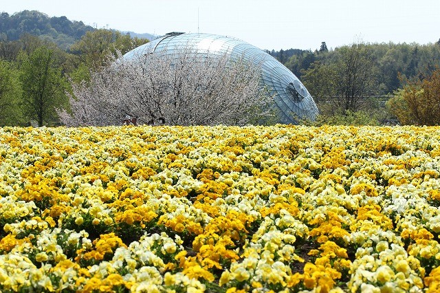ТОТТОРИ ХАНАКАЙРО12.-とっとり花回廊.jpg
