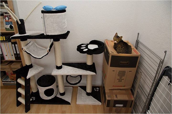 кот и коробка.jpg