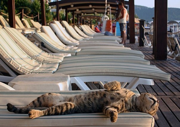 кот.jpg