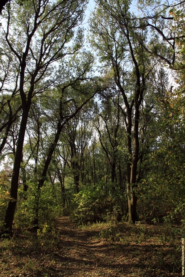 редю маре 8f0dd5afe586d8a394c6c8766d58213a_747_800.jpg
