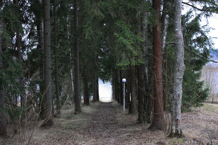 чайкаimg_9924.jpg