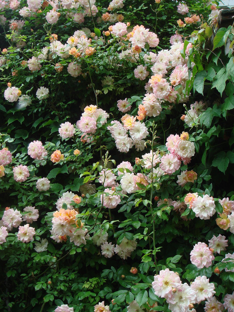 0_d02e9_7d8e32a0_XXL.jpg