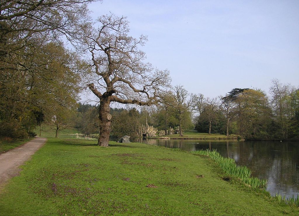 1024px-Painshill_Park_010_Old_Oak.JPG