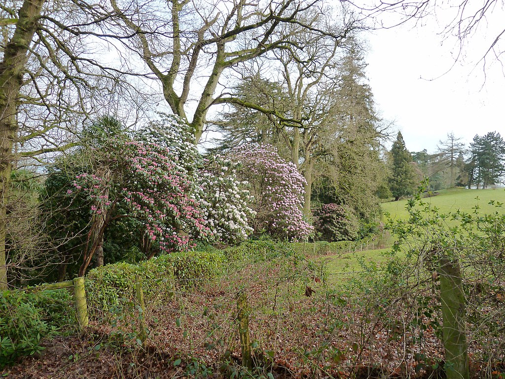 1024px-Rhododendrons_or_Camellias_at_Leonardslee_Gardens_(geograph_2310158).jpg