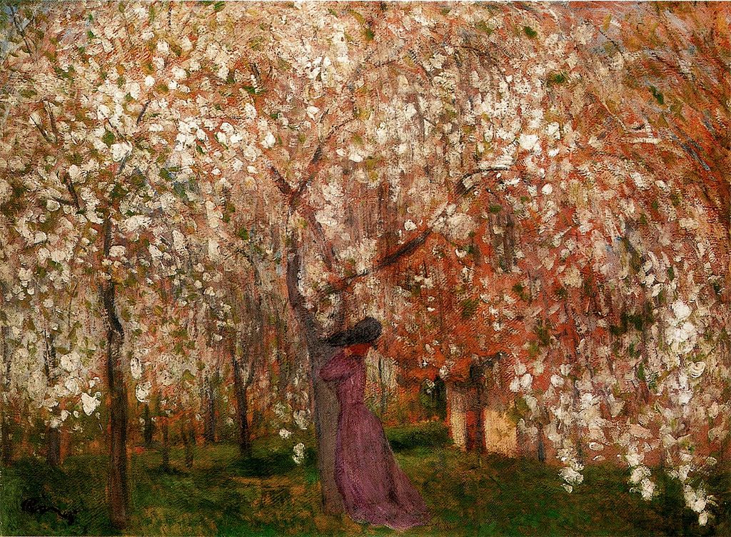1024px-Rippl_Sour_Cherry_Tree_in_Blossom_1909.jpg