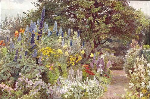 106_delphinum_george_ s._elgood_gertrude_ jekyll_1904.jpg