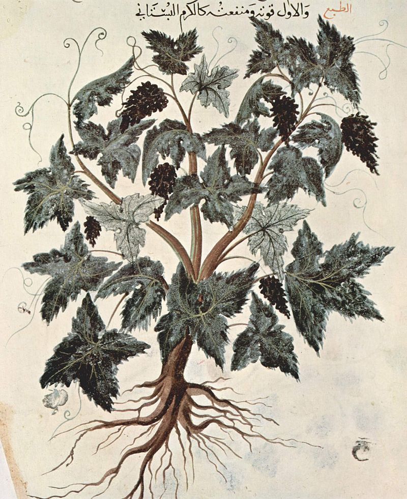1229 800px-Arabischer_Maler_d.jpg