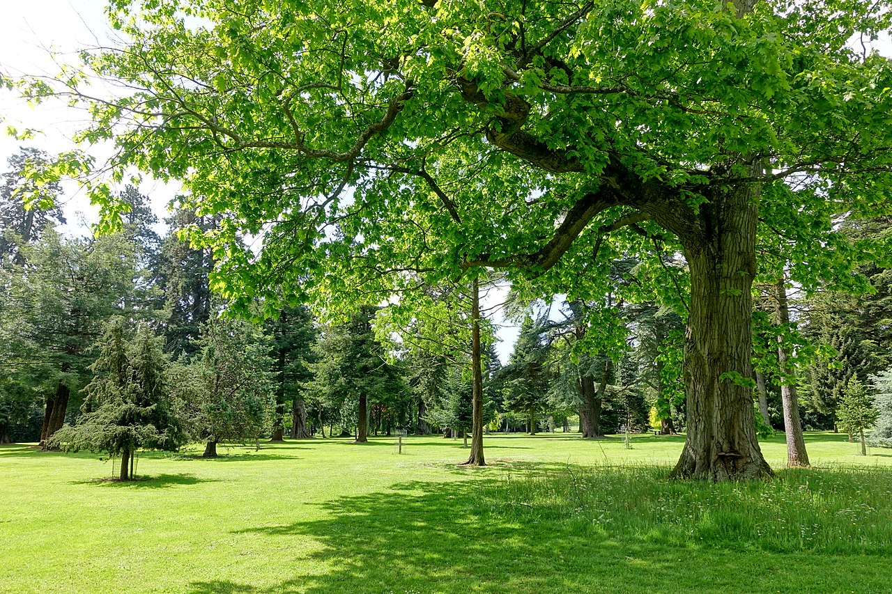 1280px-Bowood_pinetum_-_Wiltshire,_England_-_DSC00421.jpg