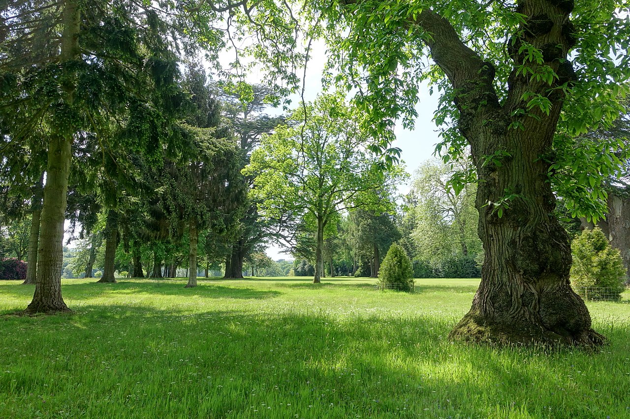 1280px-Bowood_pinetum_-_Wiltshire,_England_-_DSC00425.jpg