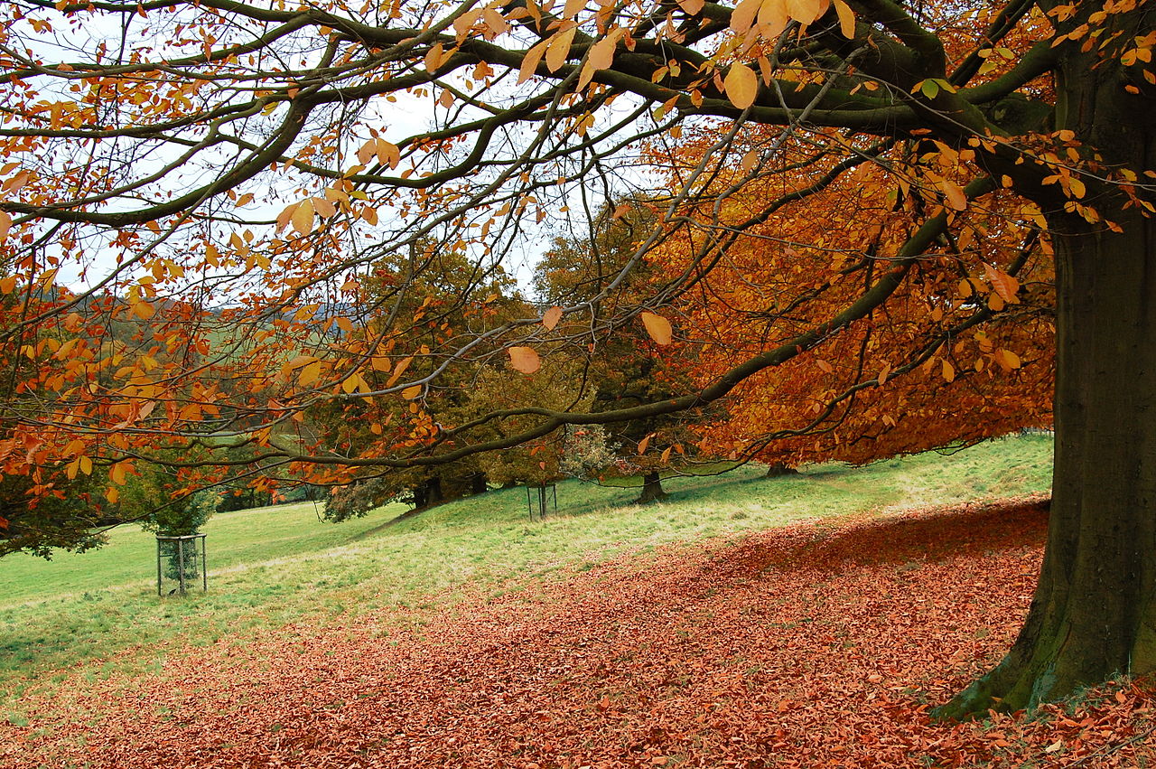 1280px-Flickr_-_Duncan__-_Autumn_^4.jpg