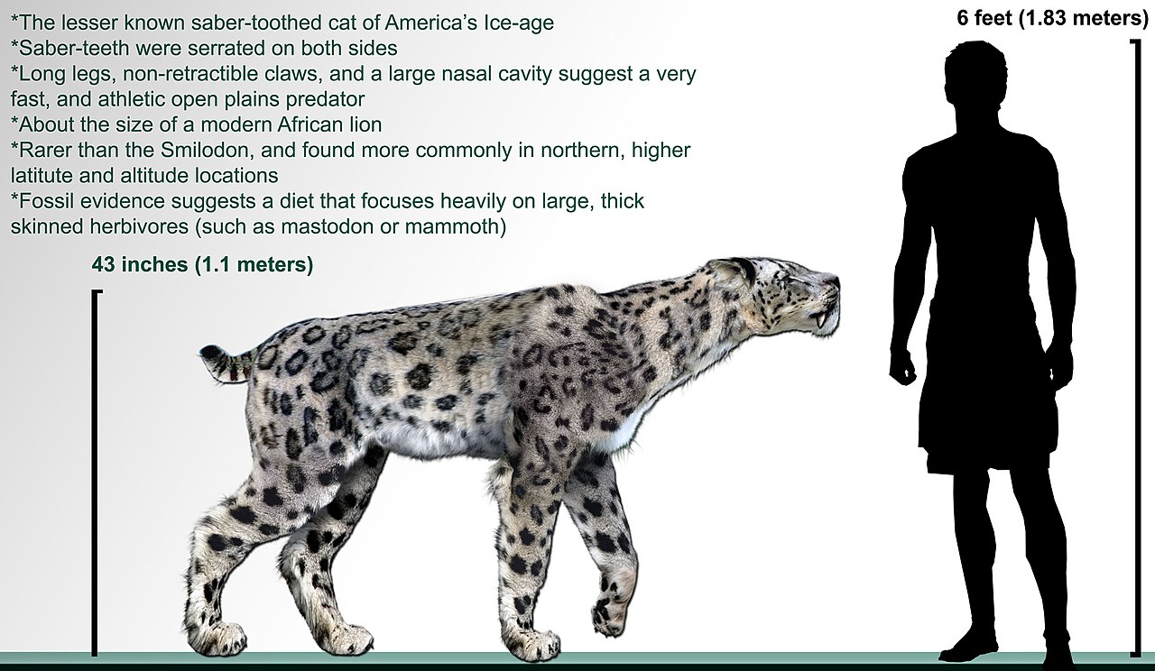 1280px-Homotherium_serum_life-restoration.jpg