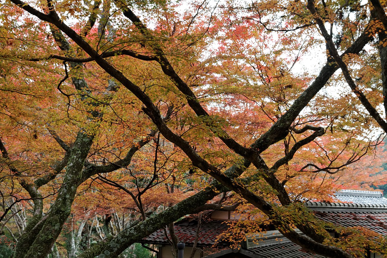 1280px-Jingo-ji_(6920614316).jpg