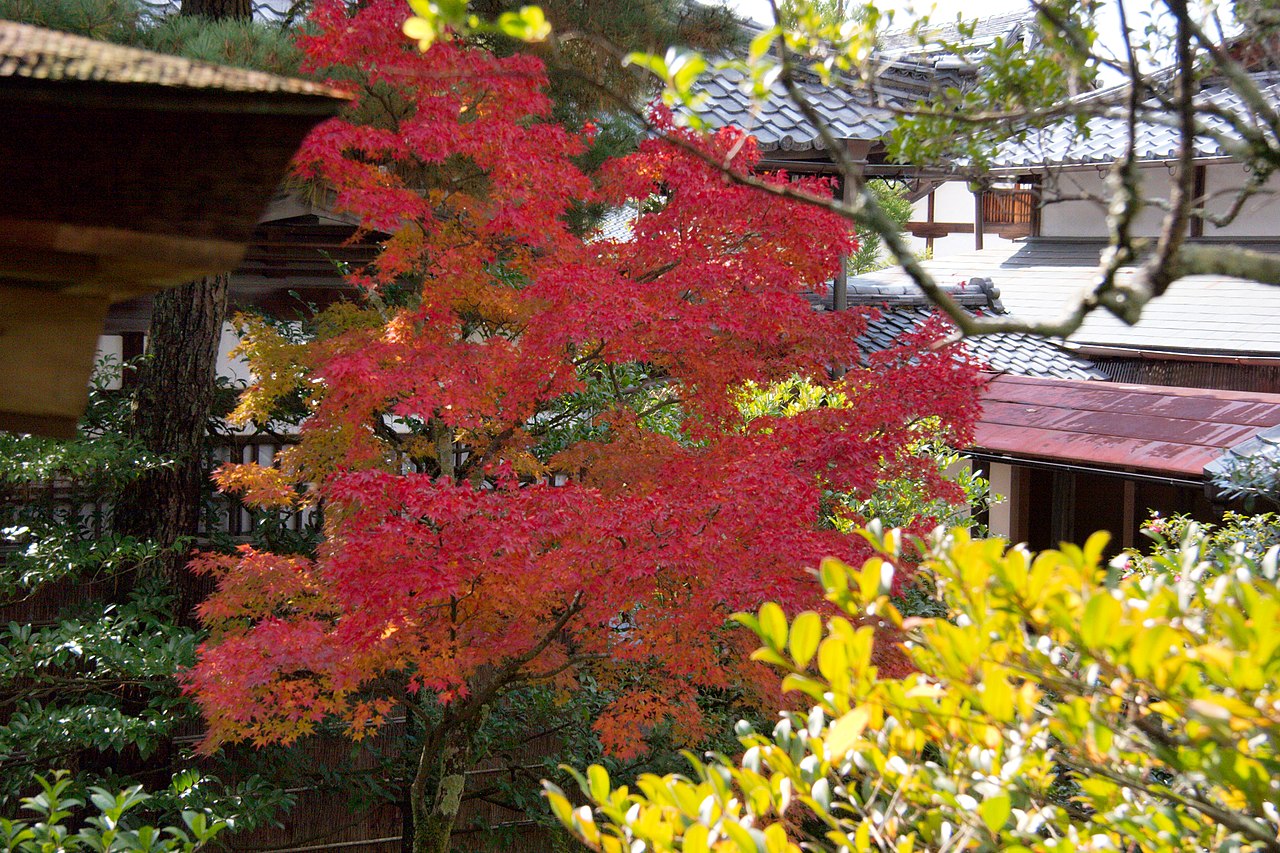 1280px-Ninna-ji_(3263636373).jpg