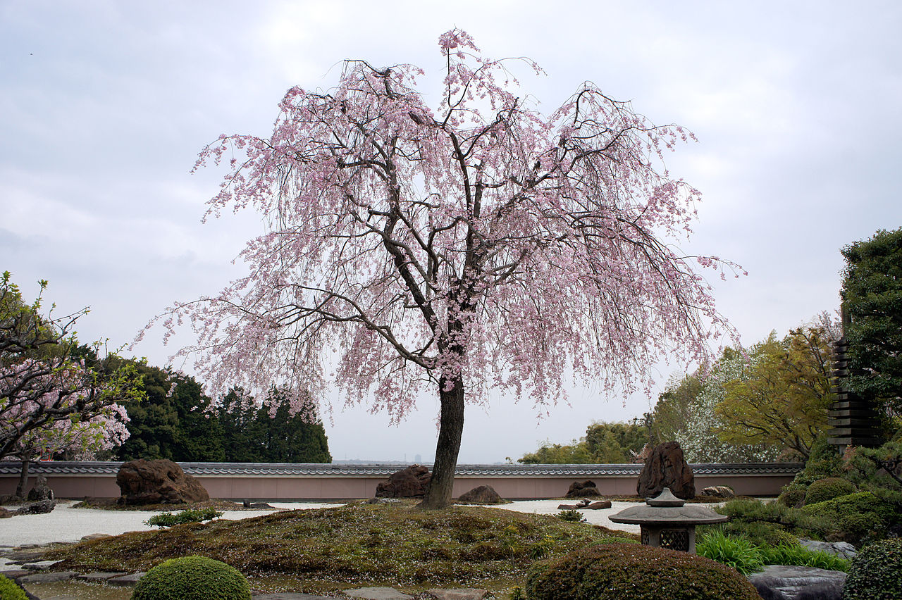 1280px-Shoboji_Nishikyo-ku_Kyoto_Japan16s3s4592.jpg
