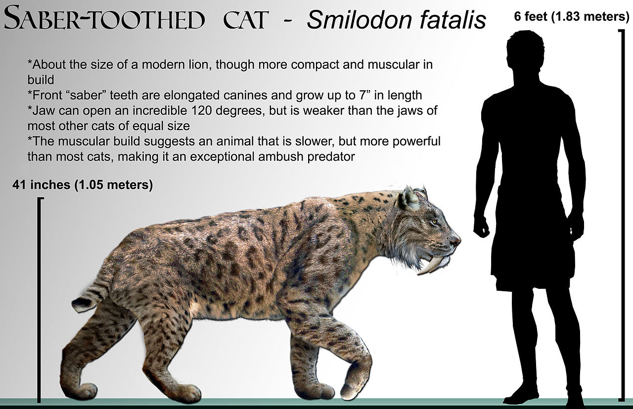 1280px-Smilodon_fatalis_life-restoration_'08.jpg