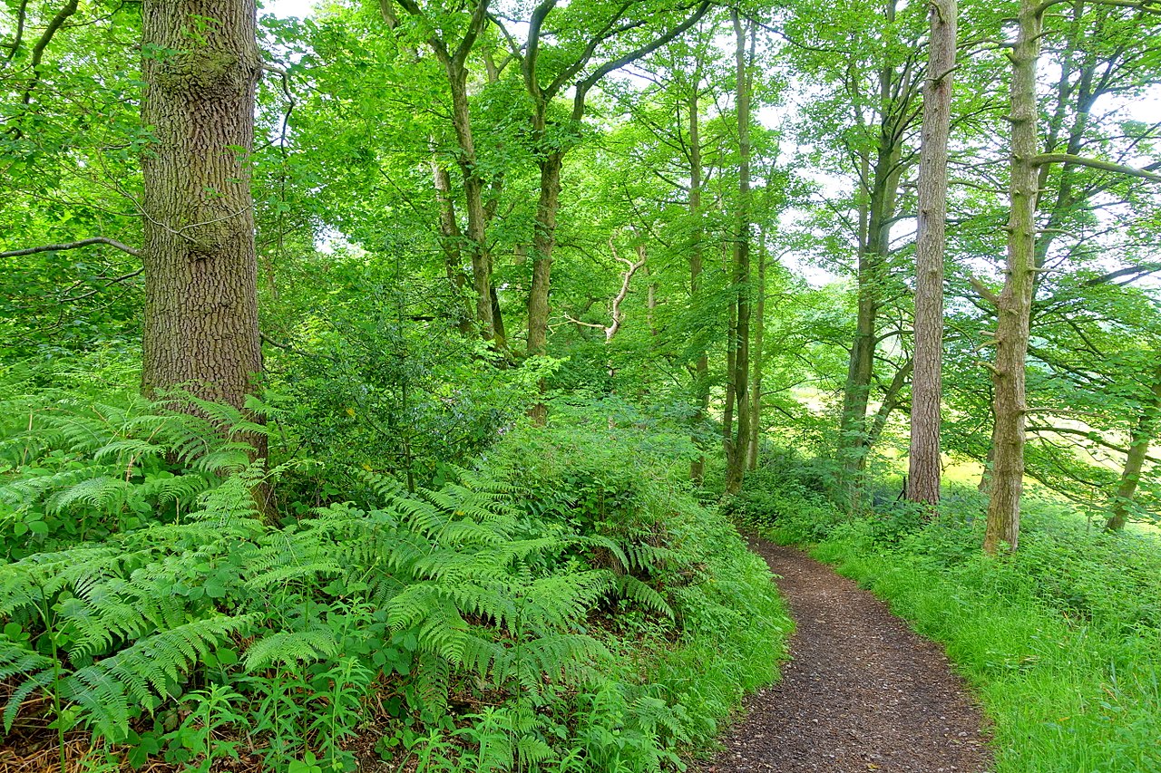 1280px-Woodland_Walk_-_Biddulph_Grange_Garden_-_Staffordshire,_England_-_DSC09256.jpg
