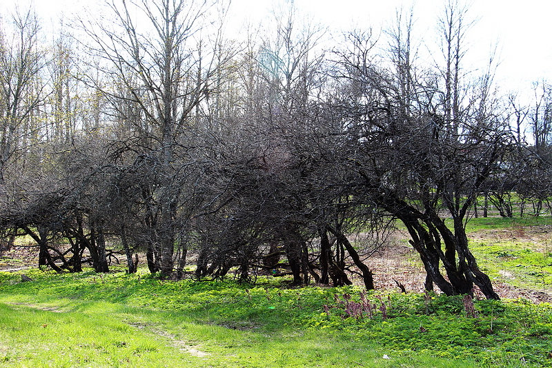 133. Старые яблони.jpg