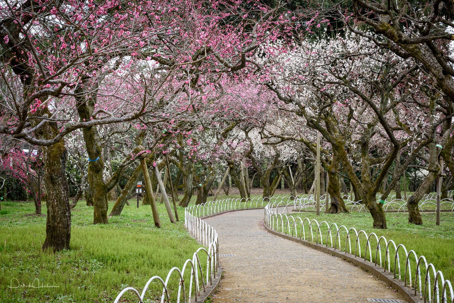 150312_Kyoto-Kitano-Tenmangu-Ume-Plum-811028.jpg