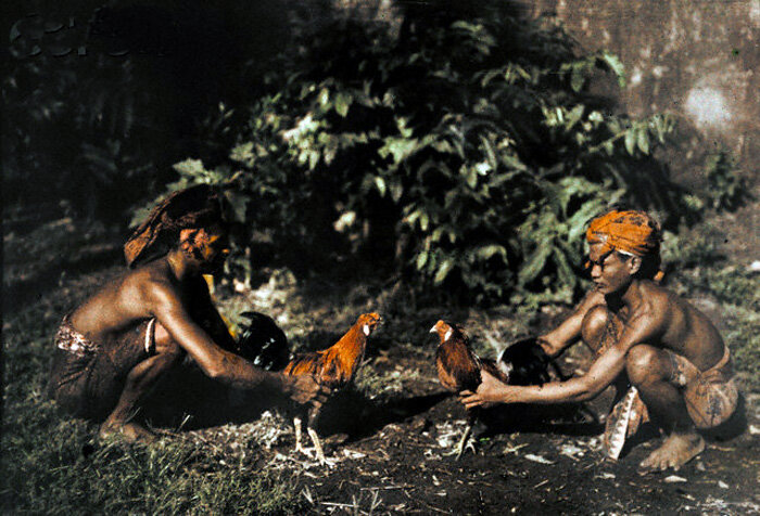 1928 Balinese men prep chickens to fight.jpg