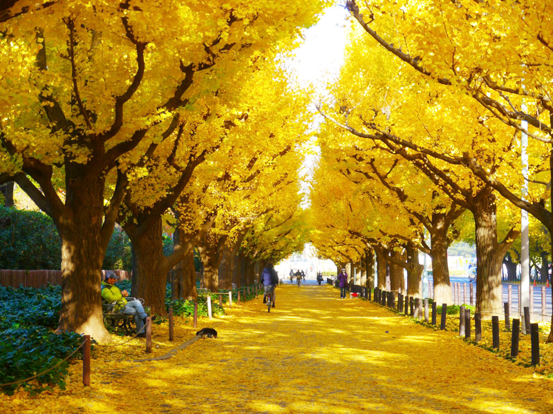 20151015164150_0_10.8ao8991.jpg