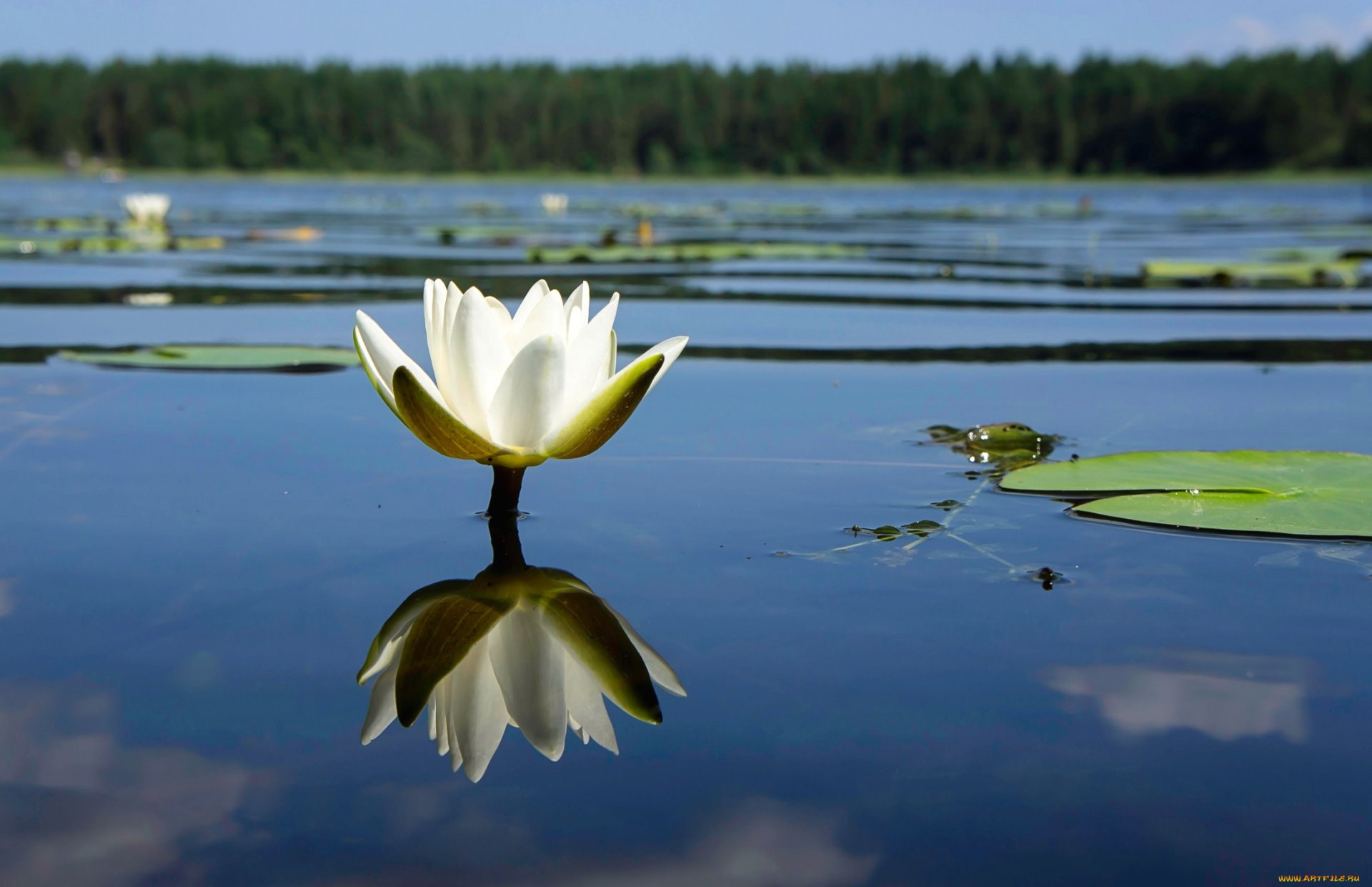 2200x1422_853504_[www.ArtFile.ru].jpg