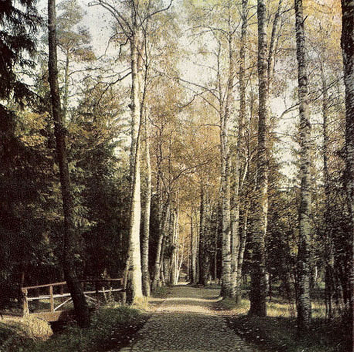 221.Берёзовая аллея.jpg