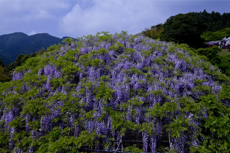 23-Kawachi Fuji Garden.jpg