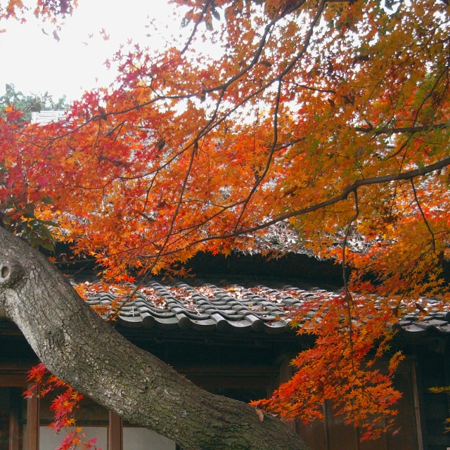 231-640x640.jpg