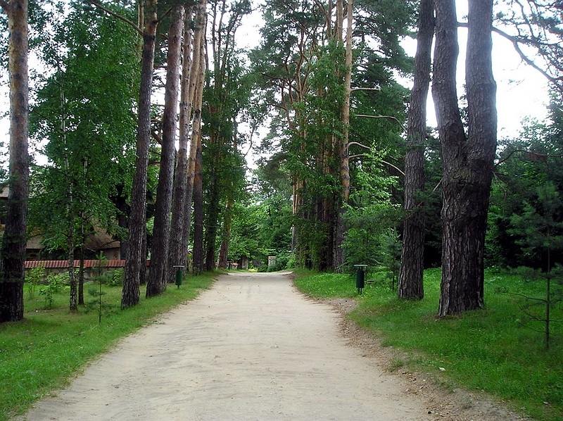 239.Сосновая аллея.jpg