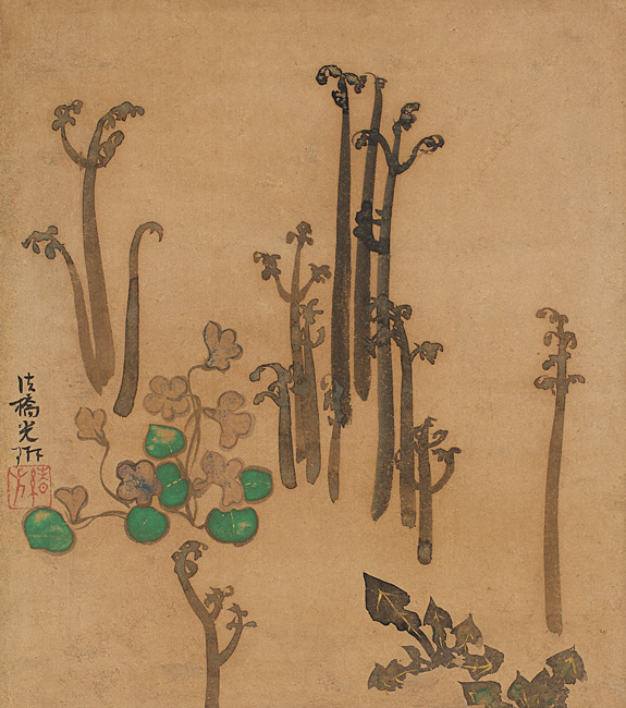 3._Ferns.jpg