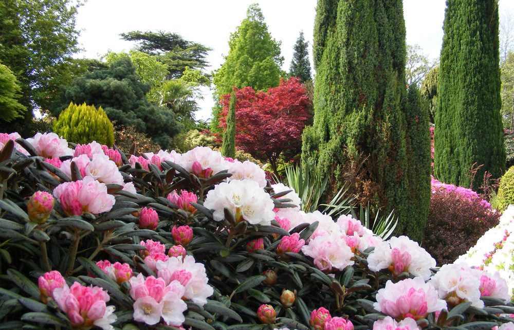 3.Leonardslee_gardens_flowers.jpg