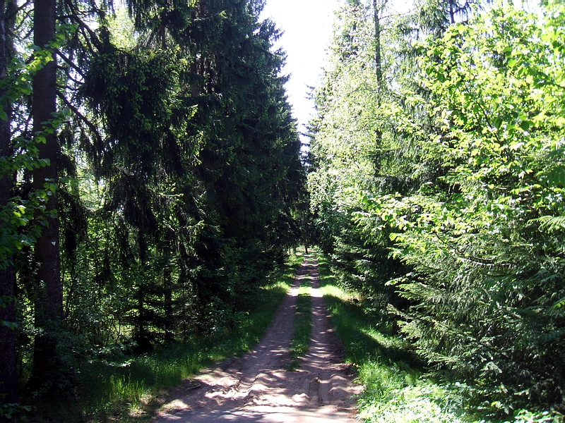 317. Еловая аллея, вид от ворот (1912 г.).jpg