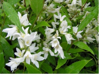 329_0_Deutzia-crenata-Nikko-Zwergdeutzie-Nikko.jpg