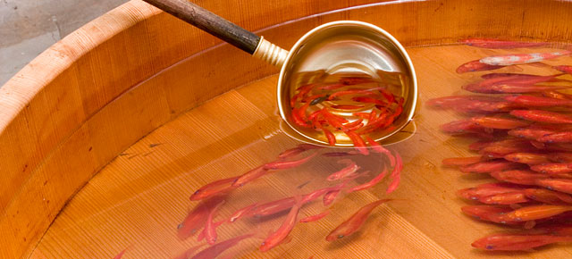 3D-goldfish-paintings-riusuke-fukahori-thumb640.jpg