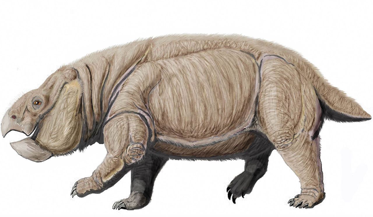 4 м 1280px-Dicynodont_from_PolandDB.jpg