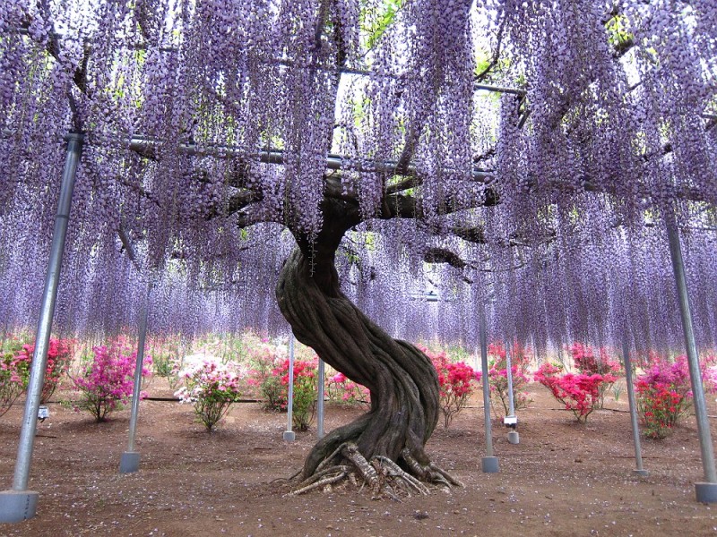 4-Kawachi Fuji Garden.jpg