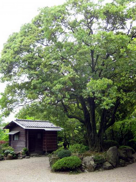 59.Кага Сётаро.Каштан.jpg