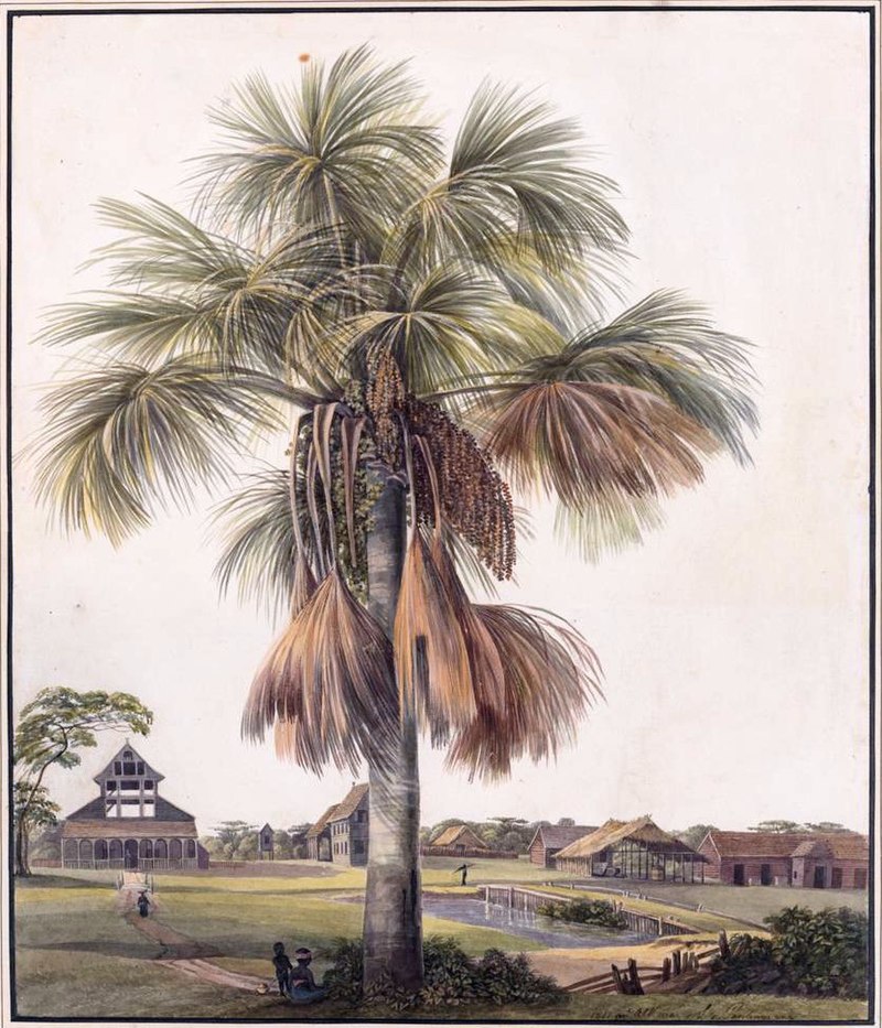 800px-Louise_van_Panhuys,_plantage_Alkmaar_met_mauritiusboom,_1811.jpg