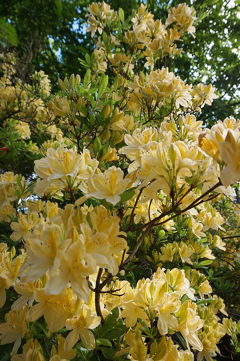 800px-Rhododendron_Y1.jpg