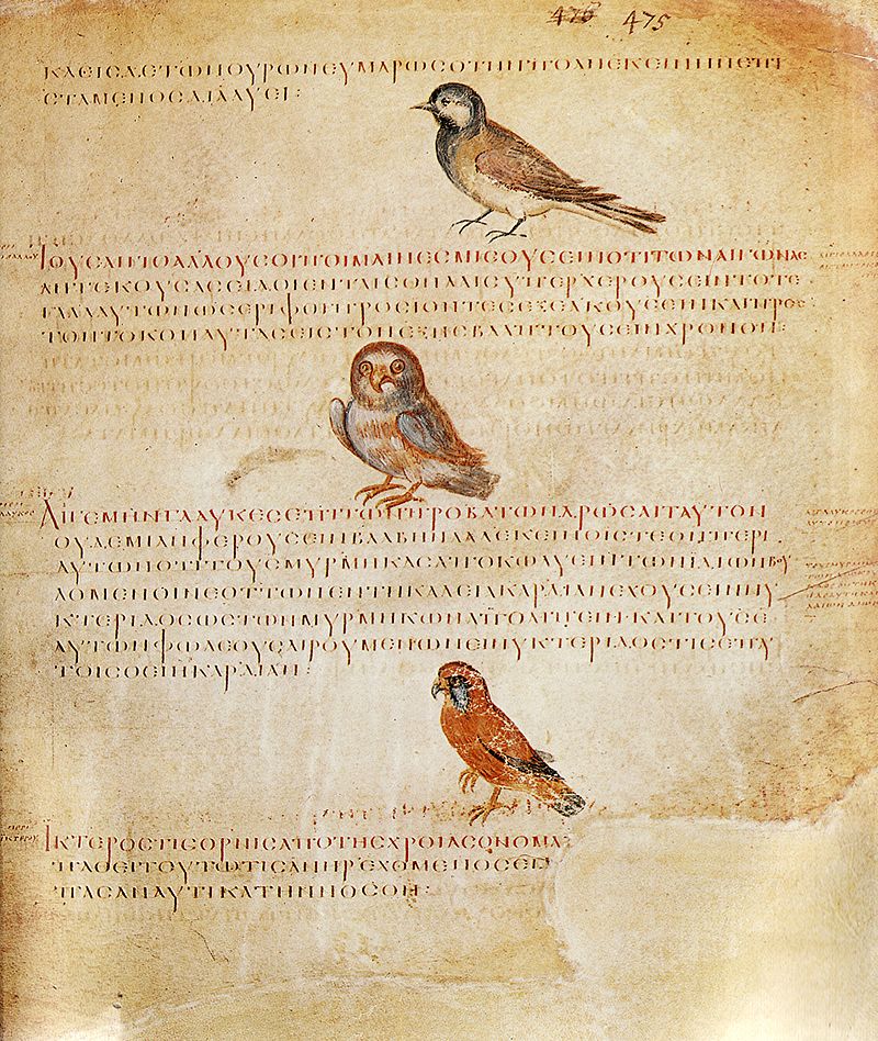 800px-ViennaDioscoridesBirds.jpg