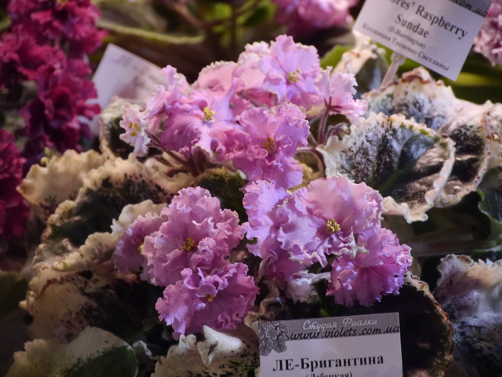 _1040712.JPG