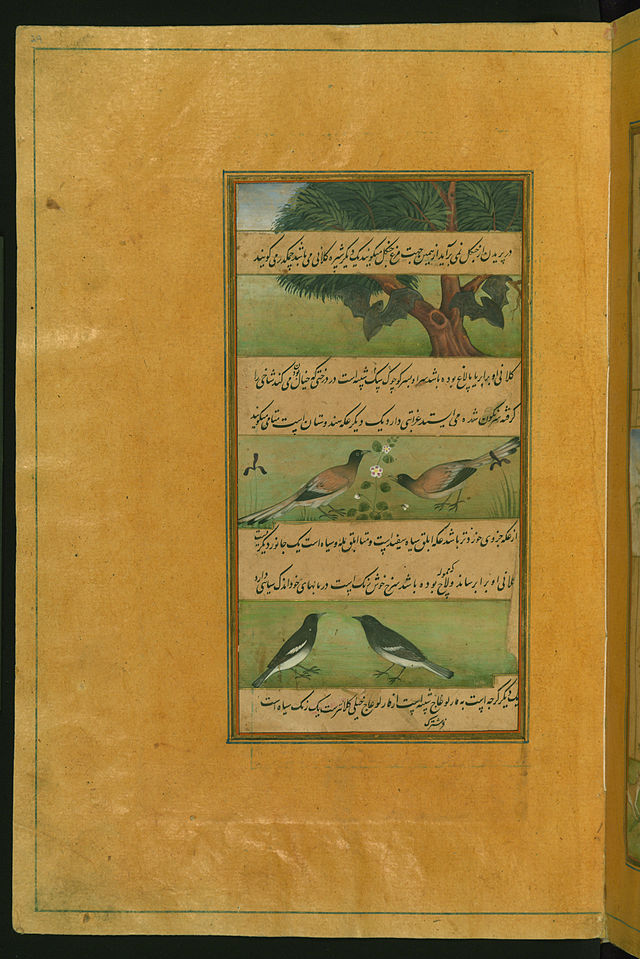 _Babur_-_Birds_of_Hindustan_-_Bats_and_Ducks_-.jpg